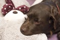 Chocolate Labrador Retriever with a teddy bear Royalty Free Stock Photo