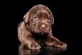 Labrador puppy on black background Royalty Free Stock Photo