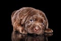 Chocolate Labrador Retriver puppy Royalty Free Stock Photo