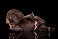 Chocolate Labrador retriver puppy lying Royalty Free Stock Photo