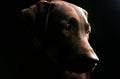 Chocolate Labrador - Side Profile Royalty Free Stock Photo