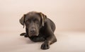 Chocolate Labrador sitting and looking sad.