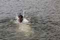 Dog Fetching a Stick at Sylvan Lake Royalty Free Stock Photo