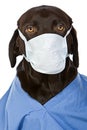 Chocolate Labrador Surgeon Royalty Free Stock Photo