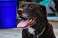 Chocolate Labrador with white blaze with tongue out during play Royalty Free Stock Photo