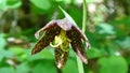 Chocolate Lily Flower