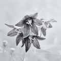 Chocolate Lily Monochrome