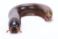 Chocolate millipede (Pelmatojulus ligulatus) Royalty Free Stock Photo