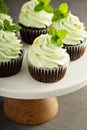 Chocolate mint cupcakes with green frosting Royalty Free Stock Photo