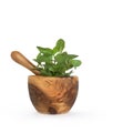 Chocolate Mint Herb Royalty Free Stock Photo