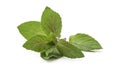 Chocolate Mint's fresh leaves at white background Royalty Free Stock Photo
