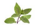 Chocolate Mint& x27;s fresh leaves at white background Royalty Free Stock Photo