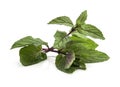 Chocolate Mint& x27;s fresh leaves at white background Royalty Free Stock Photo