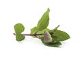 Chocolate Mint& x27;s fresh leaves at white background Royalty Free Stock Photo