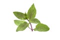 Chocolate Mint& x27;s fresh leaves at white background Royalty Free Stock Photo