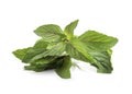 Chocolate Mint& x27;s fresh leaves at white background Royalty Free Stock Photo