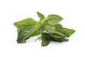 Chocolate Mint& x27;s fresh leaves at white background Royalty Free Stock Photo