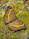 Chocolate Pansy Butterfly at rest on moss