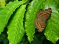 The Chocolate Pansy butterfly on  green coffee leaf with black background Royalty Free Stock Photo