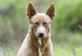 Chocolate Pharaoh Hound Husky mix dog with one blue eye Royalty Free Stock Photo