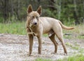 Chocolate Pharaoh Hound Husky mix dog with one blue eye Royalty Free Stock Photo