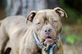 Chocolate pit bull bulldog mixed breed dog with blue collar