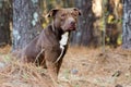 Chocolate Pit Bull Terrier