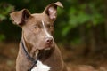 Chocolate Pit Bull Terrier mixed breed puppy