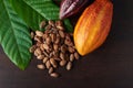 Chocolate plant ingredients concept