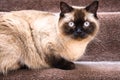 Chocolate point British Shorthair cat sitting on stairs