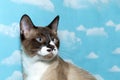 Chocolate point snow shoe siamese cat looking off to the left wi Royalty Free Stock Photo