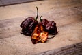 Chocolate Primo Reaper - Super Hot Pepper Royalty Free Stock Photo