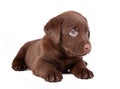 Chocolate puppy labrador Royalty Free Stock Photo