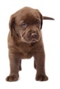 A chocolate puppy Labrador. Royalty Free Stock Photo