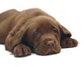 Chocolate puppy Labrador. Royalty Free Stock Photo