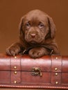 Chocolate puppy with a trunk. Royalty Free Stock Photo