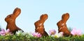 Chocolate rabbits in the grass