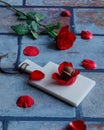 A chocolate and a real rose for valentine`s day