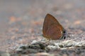 Chocolate Royal or Remelana jangala ravata Moore, 1866, beautiful brown butterfly eating some food from dung.