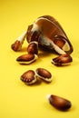 Chocolate Seashells Yellow I Royalty Free Stock Photo
