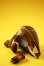 Chocolate Seashells Yellow IV Royalty Free Stock Photo