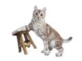 Chocolate silver tortie tabby American curl cat Royalty Free Stock Photo