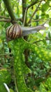Chocolate Snail on a green leaf