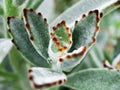 Chocolate soldier succulent plant ,Kalanchoe tomentosa ,Panda plant ,Fuzzy Kalanchoes Royalty Free Stock Photo