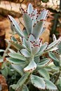 Chocolate soldier succulent plant ,Kalanchoe tomentosa ,Panda plant ,Fuzzy Kalanchoes ,Silvery-blue ,Golden-brown ,Teddy Bear ,Blu Royalty Free Stock Photo