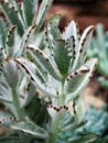 Chocolate soldier succulent plant ,Kalanchoe tomentosa ,Panda plant ,Fuzzy Kalanchoes Royalty Free Stock Photo