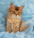 Chocolate Somali kitten in blue feathers Royalty Free Stock Photo