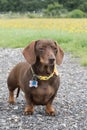 Chocolate and tan miniature dachshund in field