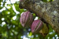 Chocolate tree, Theobroma cacao Trinitario