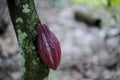 Chocolate tree, Theobroma cacao Trinitario Royalty Free Stock Photo